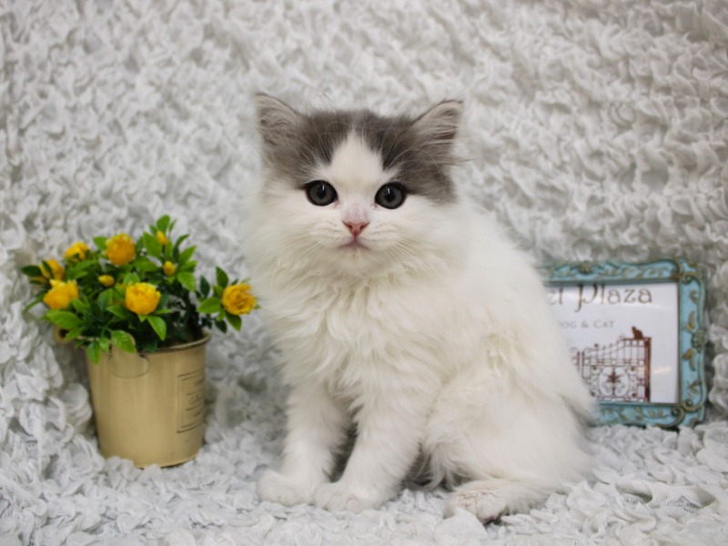 ミヌエット26-0388